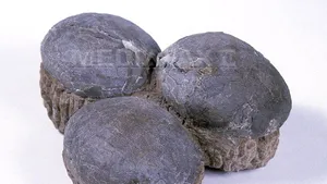 Trei ouă de dinozauri pitici, recuperate din Italia de autorităţile române