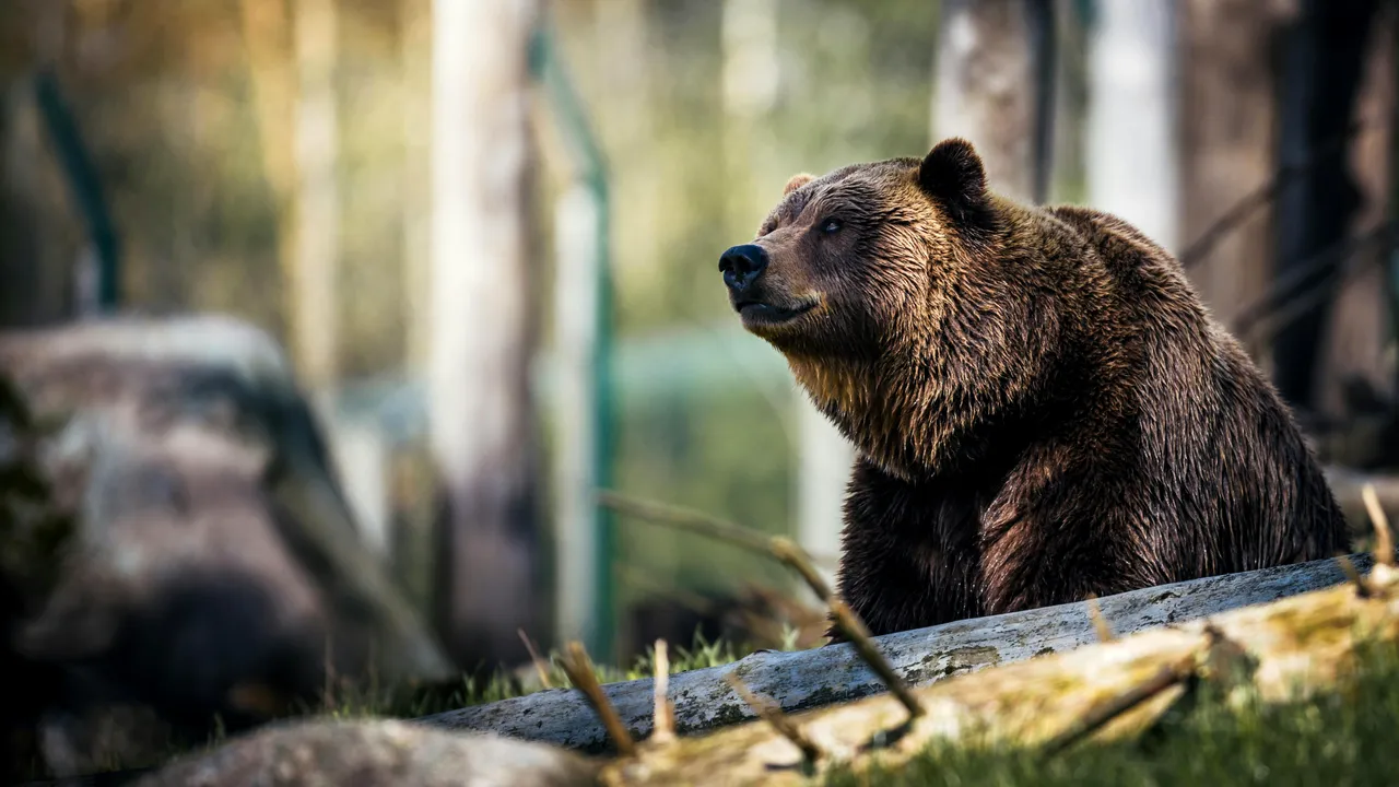 Oameni în sălbăticie: De ce atacă animalele