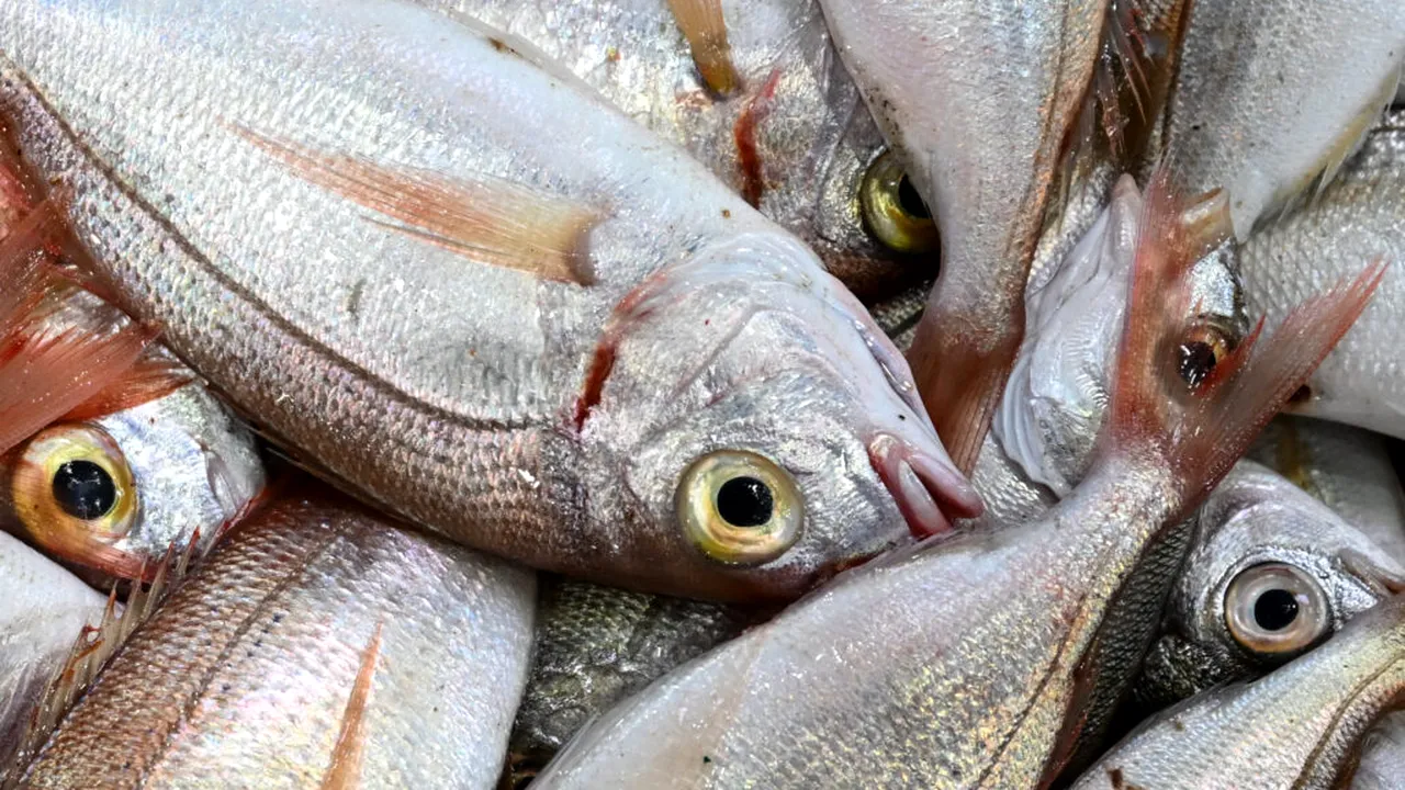 Preț record de 3,2 milioane de dolari pentru ton roșu la licitația de pește de la Tokyo