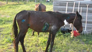 Cazul Letea: 54 de cai, înghesuiţi într-un camion de 38 de locuri. Cinci fără acte, 20 fără microcip