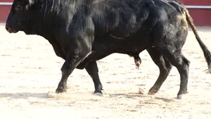 Taur de 400 de kilograme scăpat dintr-o maşină în faţa unui abator, în goană pe străzile din Focşani