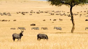 Oferte pentru sărbătorile de iarnă în Mauritius, Kenya şi Laponia. Ce pachete oferă agenţiile de turism