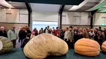 Știința din spatele cultivării unui dovleac gigant. Acesta cântărește aproape cât o mașină mică