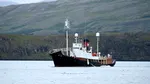 Islanda pregătește interzicerea vânătorii de balene. Doar Norvegia și Japonia ar mai continua vânătoarea comercială