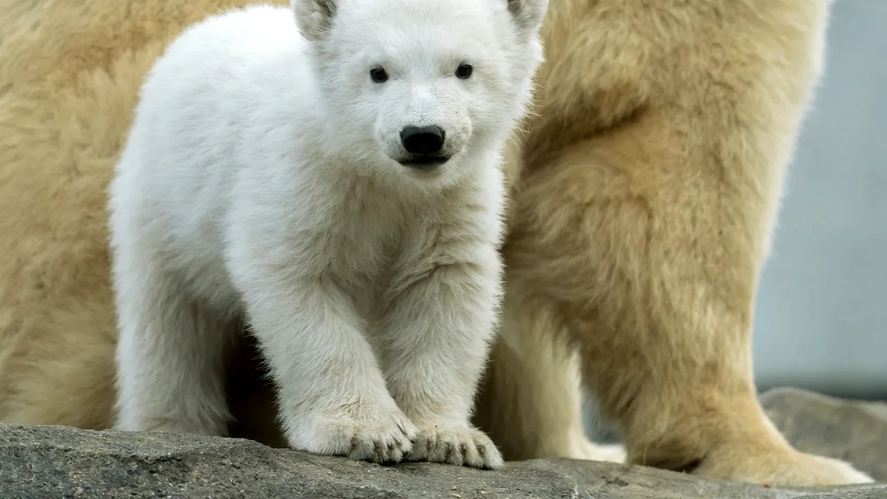 Groază în vremea coronavirusului. Animalele de la zoo ar putea fi lăsate să se mănânce între ele, spun oficialii unei astfel de grădini zoologice