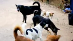 Mai mulți câini ar fi ucis 80 de ovine, în Slatina