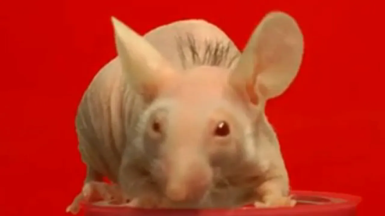 Leac împotriva calviţiei, descoperit mulţumită unui şoarece - VIDEO