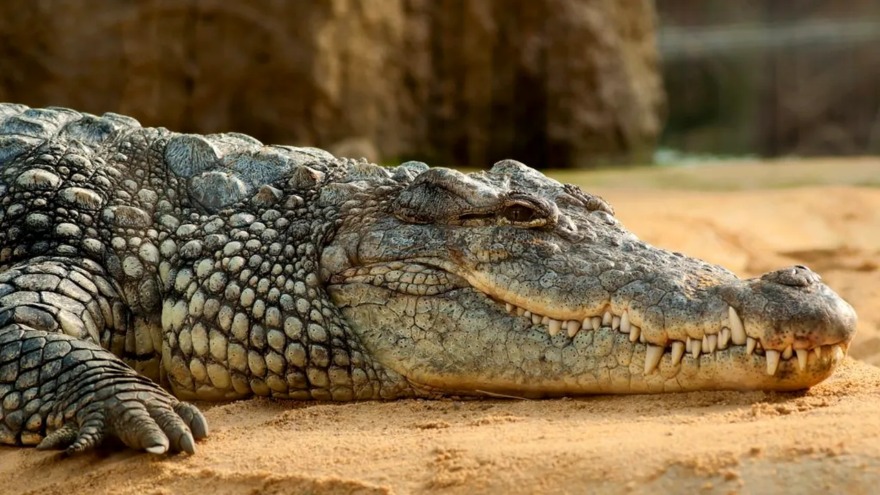 Autorităţile australiene au organizat o amplă vânătoare după ce un crocodil a omorât un copil
