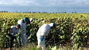 UPDATE VIDEO Noi bucăţi de oase şi urme de sânge, găsite în Casa Groazei/ Dincă a dat detalii despre incinerarea cadavrului/ Telefonul Luizei, căutat într-un lan de floarea-soarelui cu detectoare de metale