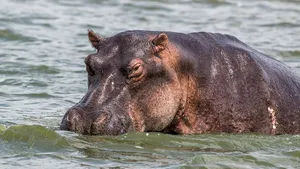Un hipopotam a atacat un băieţel de 2 ani