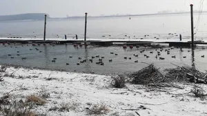 Un ponton pe Dunăre a devenit refugiu de iarnă pentru raţele sălbatice | FOTO, VIDEO