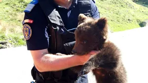 Un pui de urs speriat a fost salvat în urma unui apel la 112