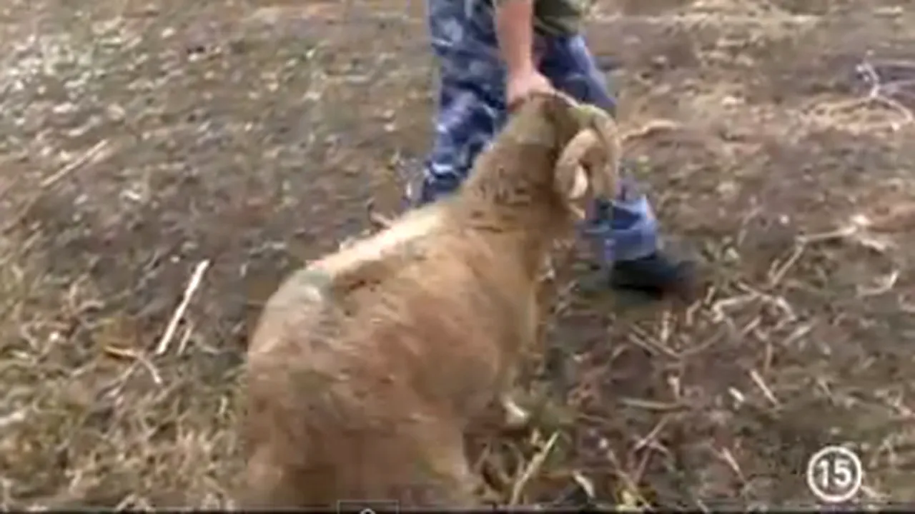 CNA atenţionează TVR 1 din cauza unui documentar care a prezentat sacrificarea oilor - VIDEO