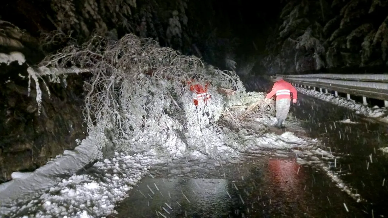 Mai mulți arbori căzuţi pe carosabil sub greutatea zăpezii