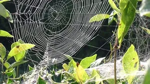 Japonia: Şosete ecologice din pânză de păianjen