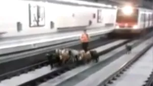 Imagini inedite: O turmă de capre a ajuns pe şinele de metrou în Spania - VIDEO
