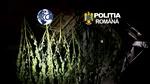 Mică plantație de canabis la un român acasă. Prins, alături de un sirian, cu 1 kilogram de cocaină la Caransebeș