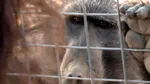 Oamenii încep să descifreze limbajul animalelor. Cât de aproape suntem de o conversație reală cu alte specii?