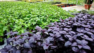 Busuioc cu arome şi gust de lămâie sau scorţişoară, scos la vânzare de Universitatea de Agronomie din Cluj: 