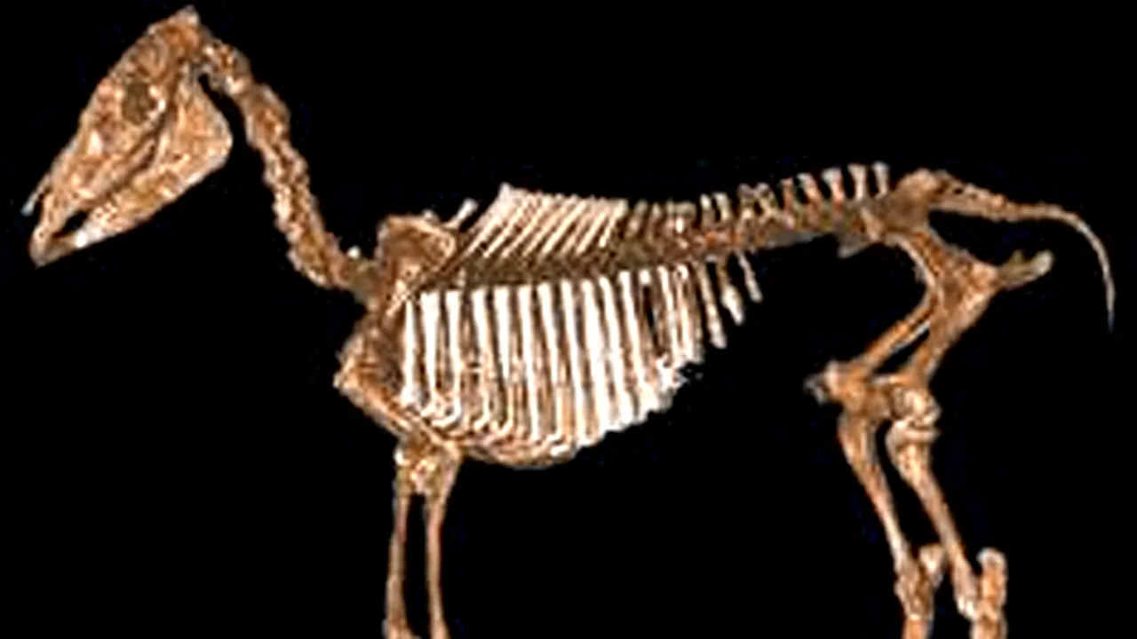 Craniul unui strămoş al cailor, vechi de 8.500 de ani, descoperit în Argentina