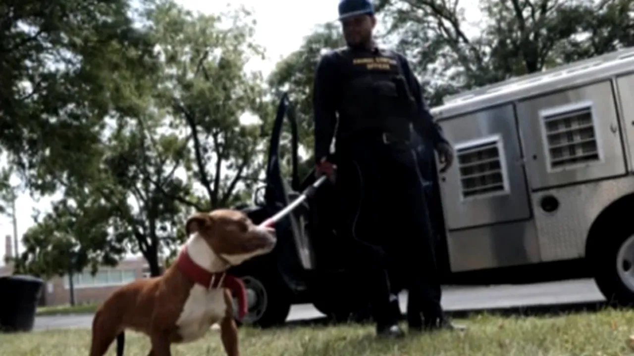 ORAŞUL ABANDONAT: Zeci de mii de maidanezi, pe străzile din Detroit, aproape pustiu din cauza crizei - VIDEO