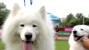 Program de computer care traduce lătratul câinilor