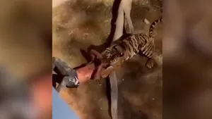 Ce s-a întâmplat după ce un bărbat a căzut în cuşca unui tigru, la o grădină zoologică din Arabia Saudită. VIDEO
