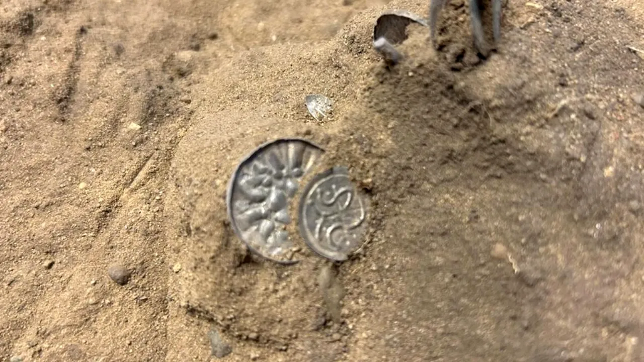 Monede vikinge vechi de 1.000 de ani, descoperite de o tânără care detecta metale într-un lan de porumb danez