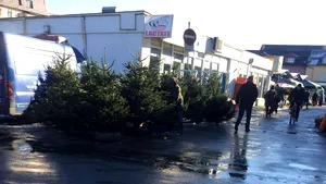 Primăria Bistriţa, amendată cu 5000 de lei pentru că nu a autorizat spaţii pentru vinderea brazilor