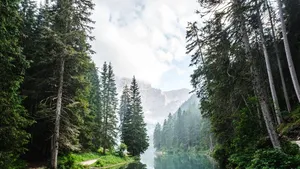 O pădure dispărută acum 400.000 de ani a fost redescoperită într-un loc neașteptat din Europa