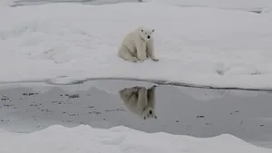 Urșii polari rezistă schimbărilor climatice mai bine decât se așteptau cercetătorii