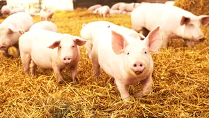 Ministerul Agriculturii anunţă că sprijinul pentru zootehnişti va fi de 162 de milioane de euro