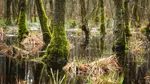 „Pădurile-fantomă”. Cercetătorii au turnat 300.000 de litri de apă sărată într-o pădure. Schimbările au început acolo unde nimeni nu le vedea