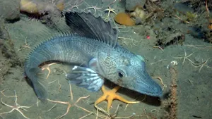 Fauna din oceanele polare, mai bogată decât se credea