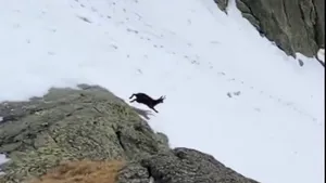 Caprele negre sunt cei mai buni „schiori” VIDEO
