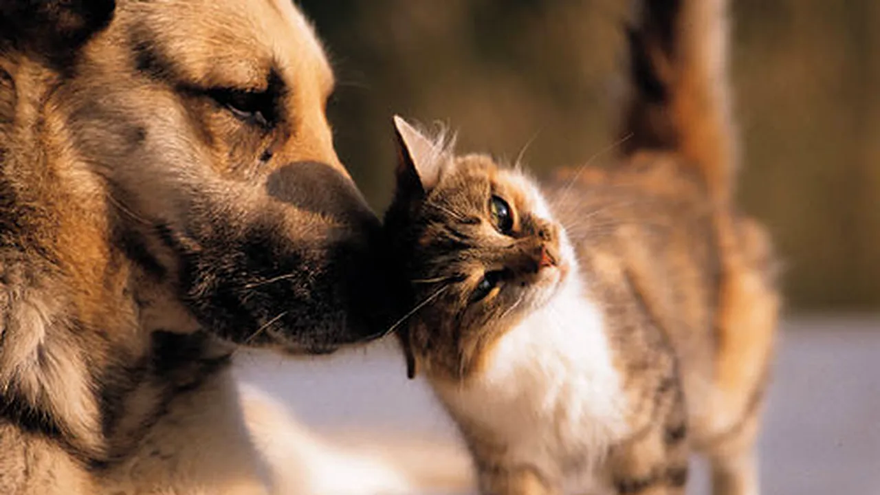 Un cuplu francez care avea 160 de pisici şi câini a primit interdicţia de a ţine animale de companie