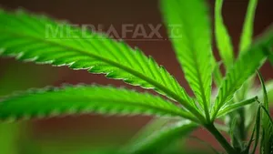 Plante de canabis în valoare de peste un miliard de dolari, distruse în parcurile naturale din Statele Unite