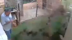 Când meme-urile devin realitate: Metoda extremă prin care a încercat un brazilian să scape de gândacii care i-au invadat grădina - VIDEO