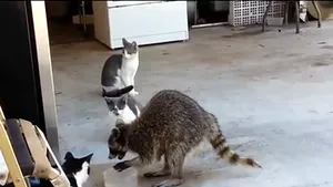 Cum se încheie un jaf perfect: Un raton fură mâncarea unor pisici şi părăseşte scena într-un mod neaşteptat - VIDEO