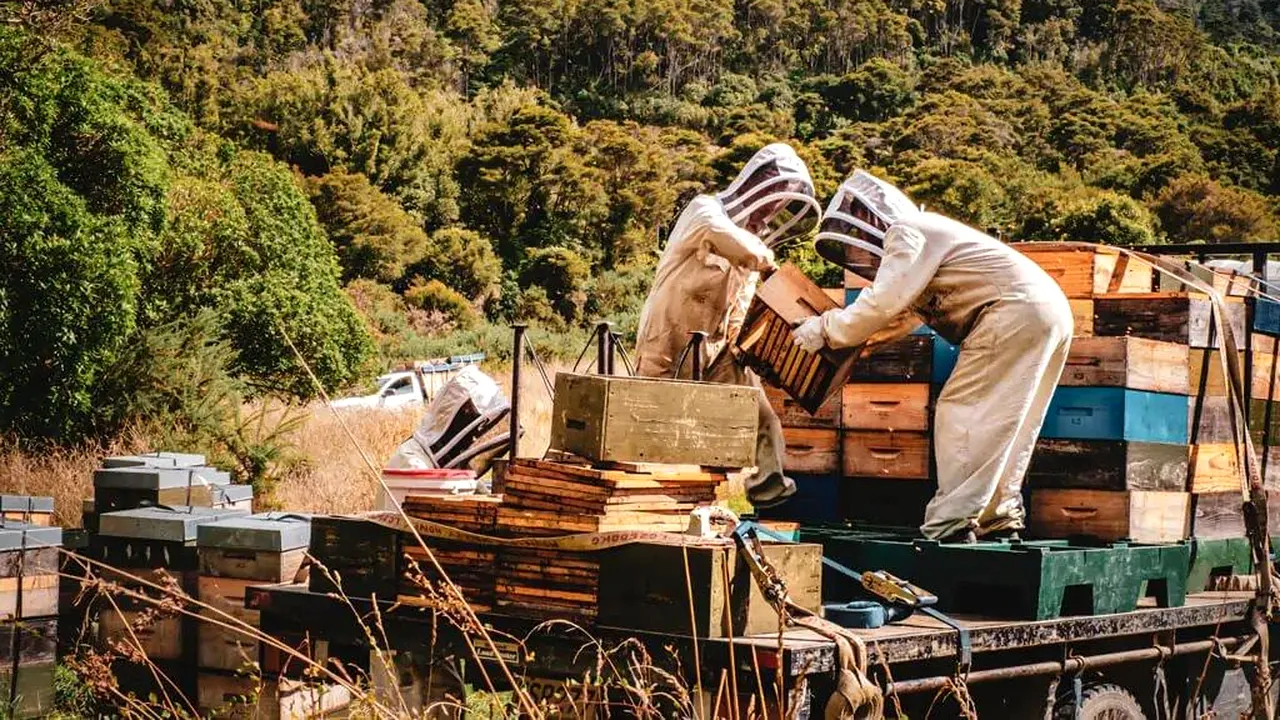 Piaţa mierii de Manuka 2022 va arăta o creştere impresionantă cu CAGR de 11,4%