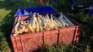 Germanii sunt atât de înnebuniţi după sparanghel încât au lansat ”Spargel Burger”