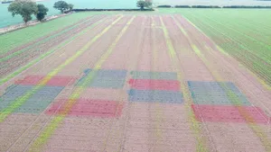 Culturile multicolore ar putea deveni alternativa naturală la pesticide. „Primele semne sunt pozitive”