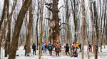 FOCUS: La umbra unui stejar din Sibiu s-ar fi odihnit Mihai Viteazu, iar tinerii îşi jurau iubirea