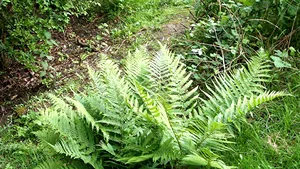 Prima plantă din lume care face selfie-uri este o FERIGĂ. „Pete” îşi face fotografii la fiecare 20 de secunde 