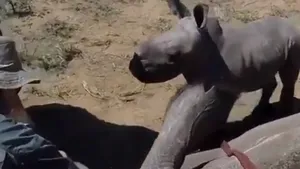 Dragoste de copil. Un pui de rinocer îşi protejează mama în timp ce este tratată. Video viral 