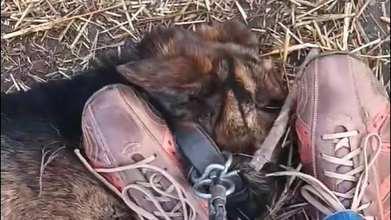 Un bărbat din Olt şi-a chinuit câinele şi a postat calvarul animalului pe Facebook. UPDATE  IPJ Olt a întocmit dosar penal pentru schingiurea animalelor, iar câinele a fost dus la adăpost
