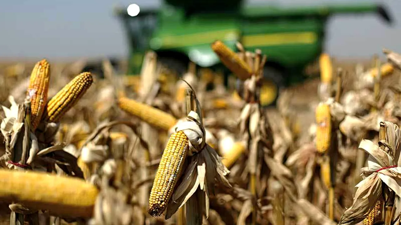 Mai puţin de 1% din suprafaţa agricolă totală are culturi ecologice 