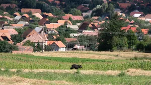 REPORTAJ: Zece urşi intră în casele localnicilor din Băile Tuşnad provocând distrugeri în fiecare noapte - FOTO