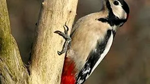 VIDEO Imagini inedite cu o ciocănitoare care încearcă să spargă o cameră de monitorizare a faunei 