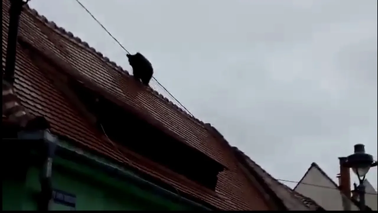 Poliţistul Marian Godină, despre cazul ursului ucis la Sibiu: 